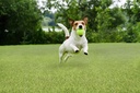 Emerald Green Turf - happy dog