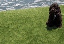 Viridian Green Turf Roll dog friendly